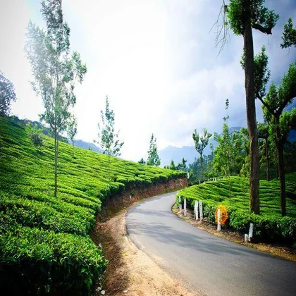 Input photo: a road through tea plantations
