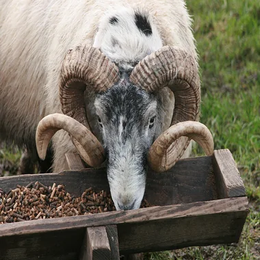 Input photo for the question: What is a male of this animal called?