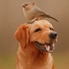 DINO sample for the WISE prompt: Generate an image of a bird and a dog, with the smaller animal on top and the larger below