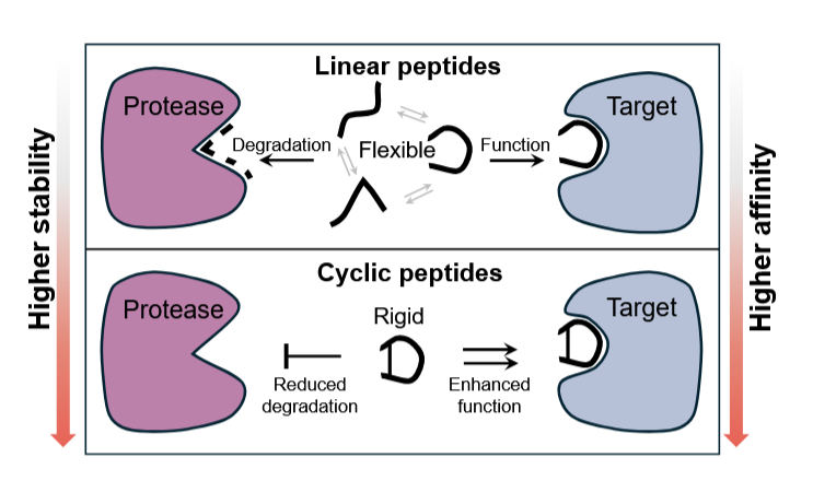 Figure from Designing Cyclic Peptides via Harmonic SDE with Atom-Bond Modeling
